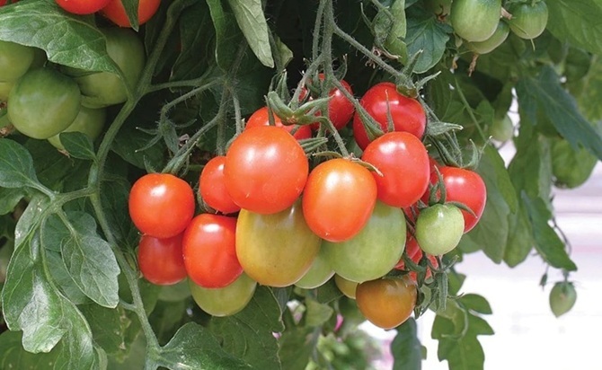 healthily fruiting tomatoes