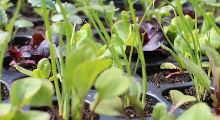 Quickcrop vegetable seedling plug plants