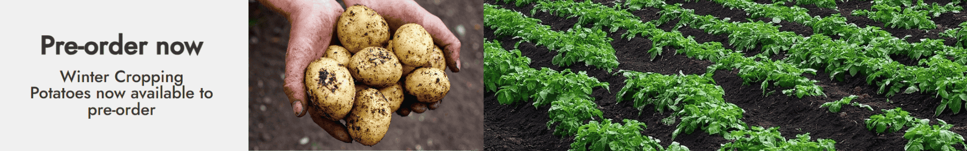 winter cropping potatoes now available to pre-order
