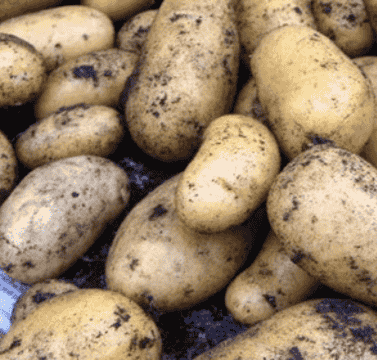 Charlotte winter seed potatoes