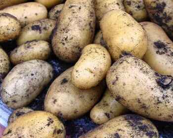 Charlotte Winter Seed Potatoes
