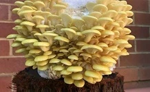 yellow oyster mushrooms