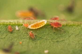Natural Pest Control Image