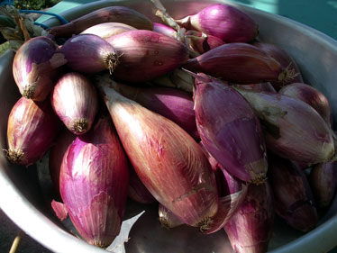 Long red florence variety of red onion sets