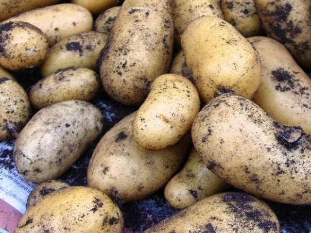 Charlotte' First Early  Potatoes