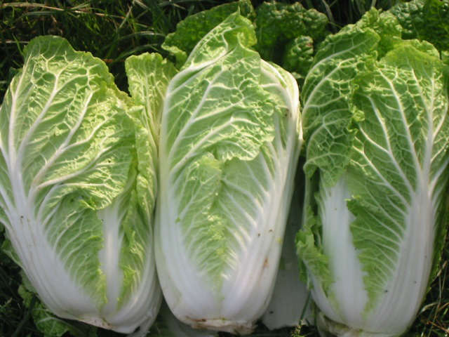 Chinese yuki oriental cabbage