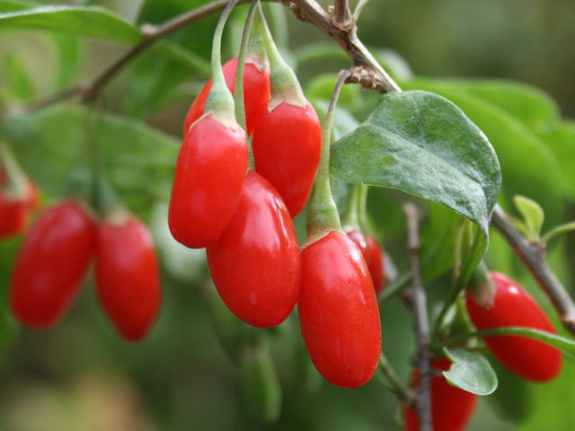 Goji Berries