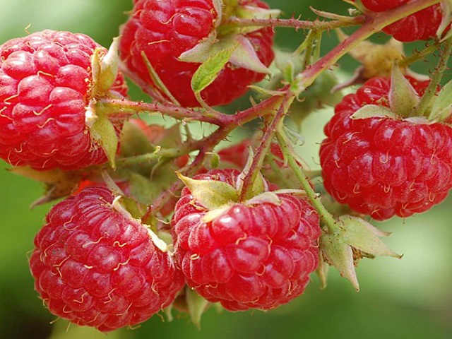 Raspberry Canes - Autumn Bliss