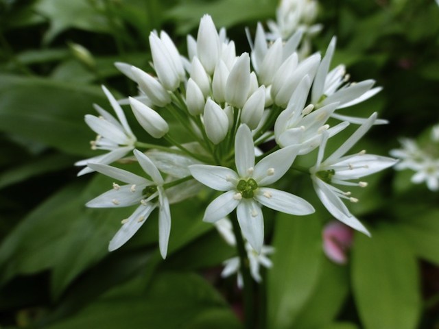 Wild garlic for salads and pesto