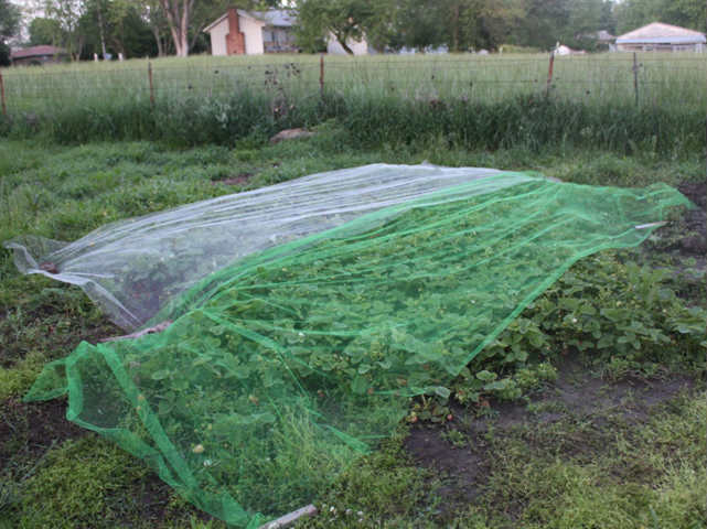 Crop Protection Netting