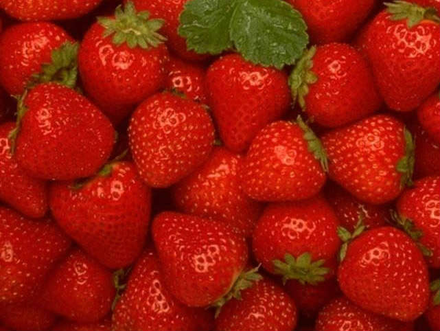 Strawberry Plants - Symphony