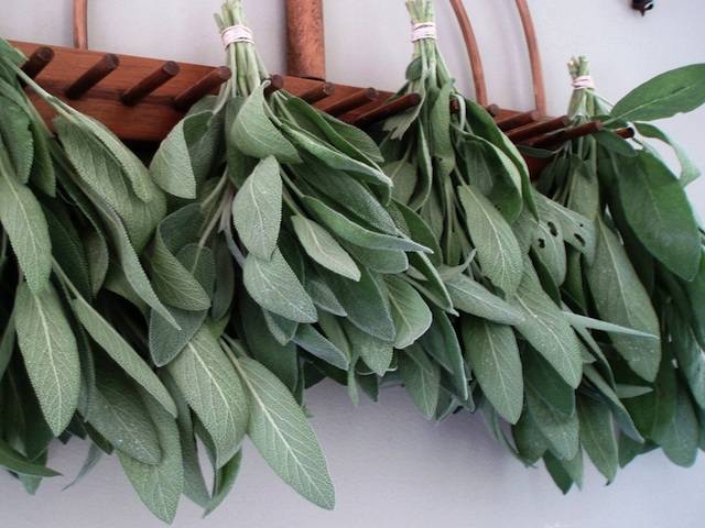 Sage Seeds