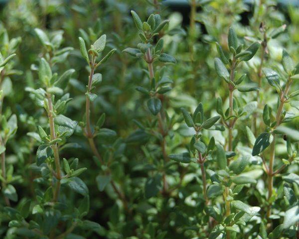 grow your own thyme