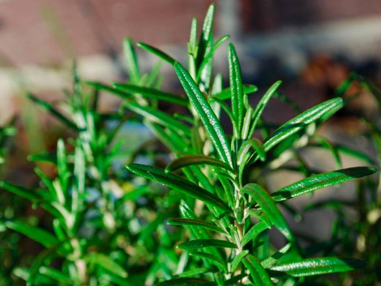 Rosemary sprigs with needle-like leaves and woody stems