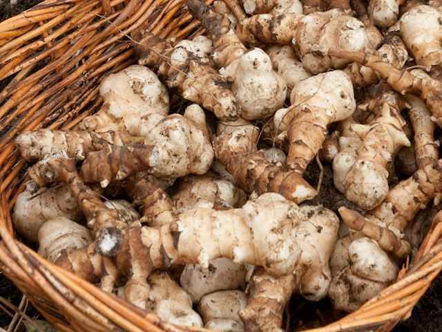 Jerusalem artichoke