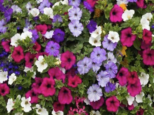 Annette's Bedding Plant Flower Selection, 12 plants.