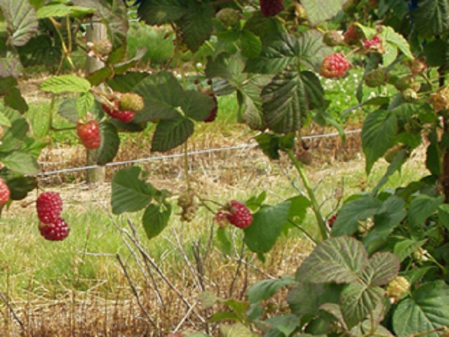 Sunberry Plants