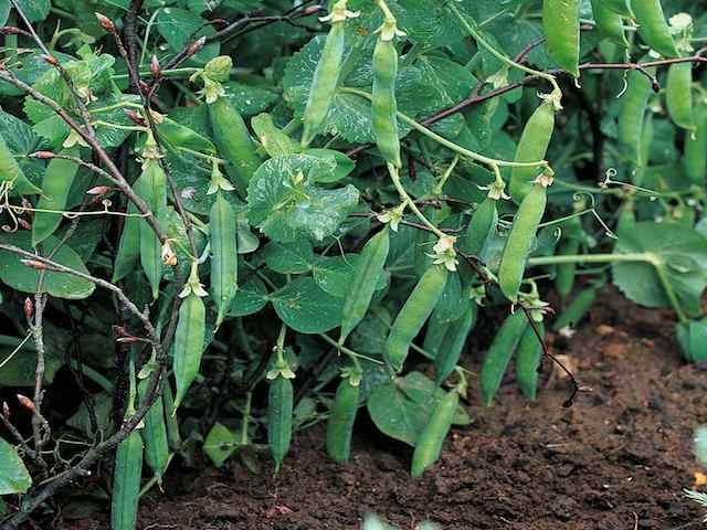 pea meteor seeds