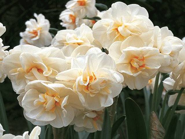 Daffodil narcissus sir winston churchill