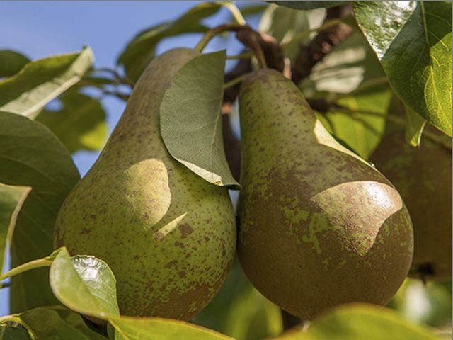 Conference variety of bare root pear trees
