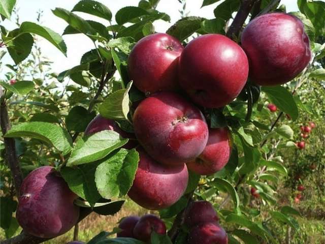 bare root spartan apple tree plants avaialble online