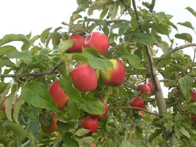 Summer Red Apple Trees M9 Semi Dwarf