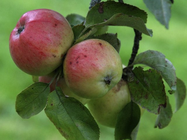 'Irish Peach' Apple Tree (Large)