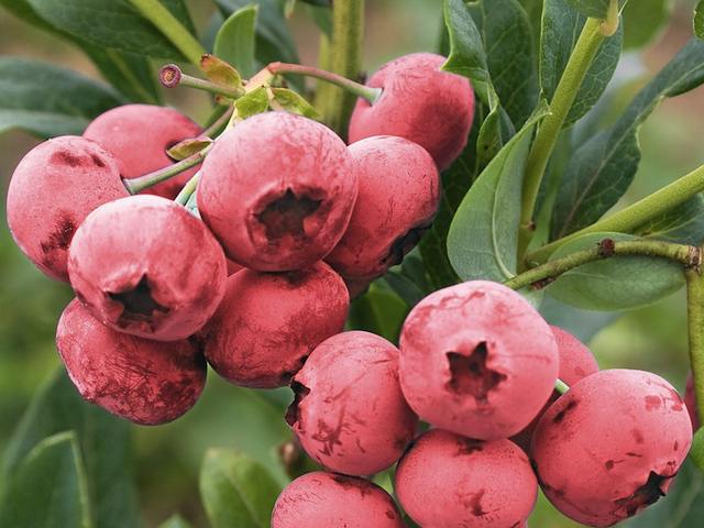 Blueberry Plants 'Pink Lemonade'
