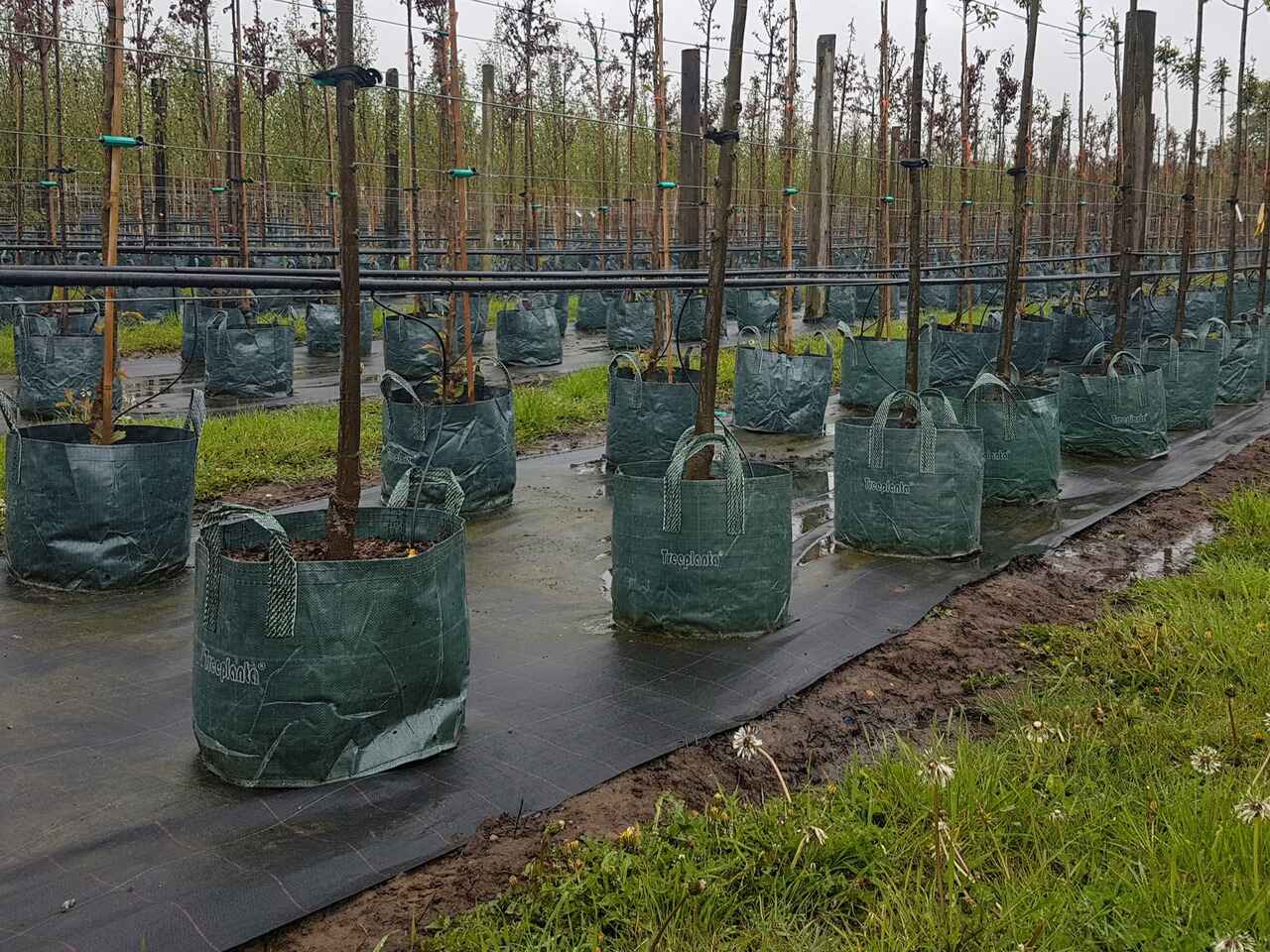 Treeplanta Large Planter Bags