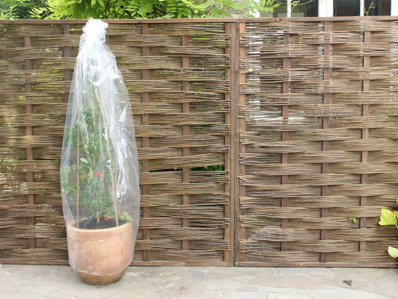 tomato tubes for extra plant protection