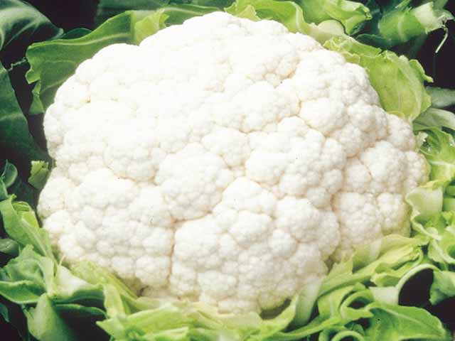 Cauliflower 'Aalsmeer'