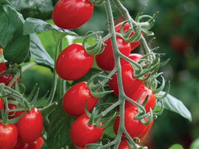 Tomato 'Modus F1'