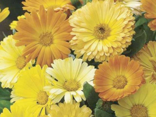 Calendula 'Daisy Mix'