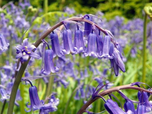 Bluebell flower bulbs online