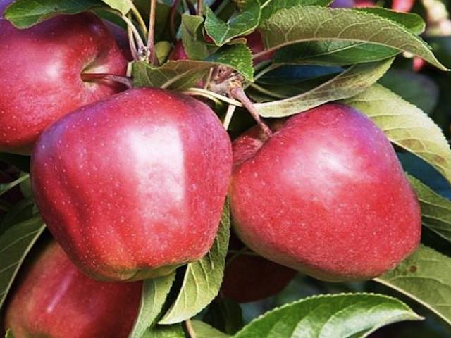 Gloster large red apples on a tree