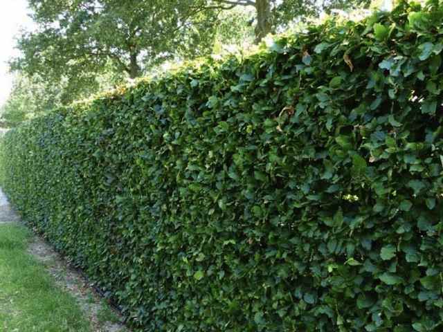 Common Beech Bare Root Hedging Plants - (Fagus Sylvatica)