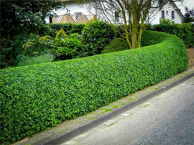 Oval Leaf Privet Bare Root hedging Plants