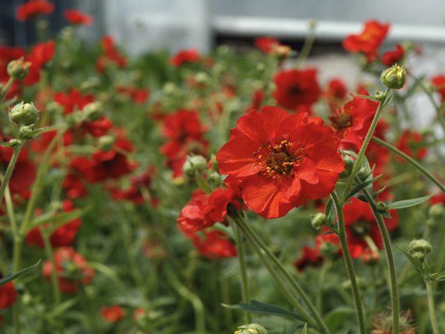 Hot Colours Perennial Border Seedling Pack - 15 Plants