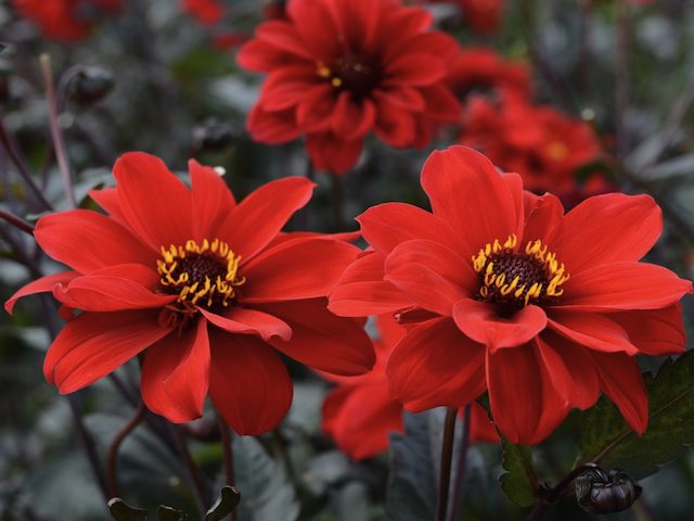 Peony Flowered Dahlia 'Bishop of Llandaff'