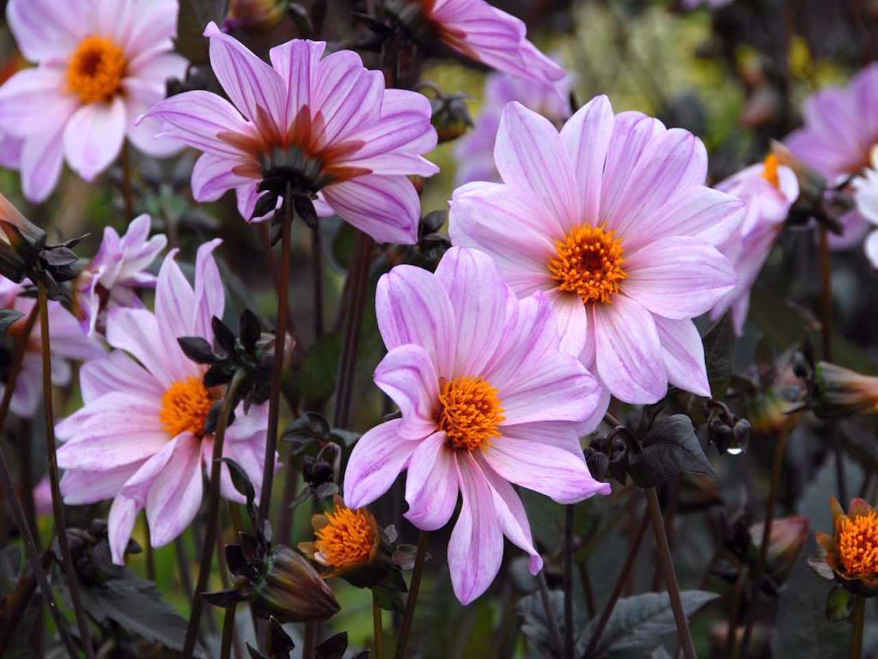 Peony Flowered Dahlia - 'Bishop of Leicester'