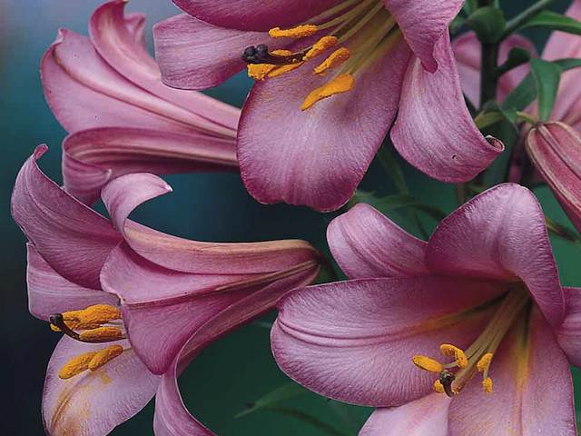 Oriental Lily - 'Pink Perfection'