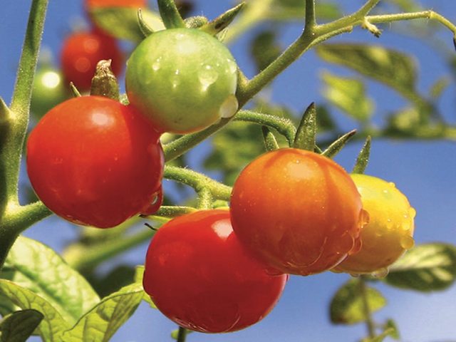 Gardeners Delight variety of tomato seed