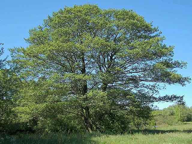 Bare Root Trees - 6 Pack