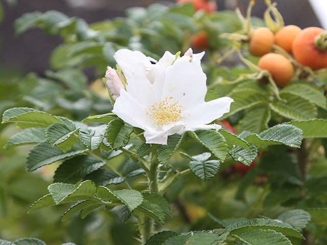 White rugosa rose