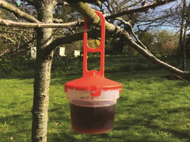 Soft Fruit Pest Trap - SWD Trap