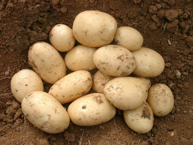 Non Organic variety of Orla seed potatoes
