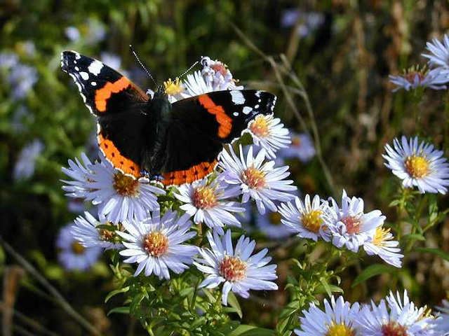 Bee Friends Butterfly Garden Starter Kit