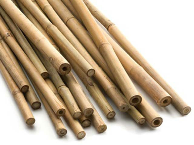 bamboo canes for providing plant support