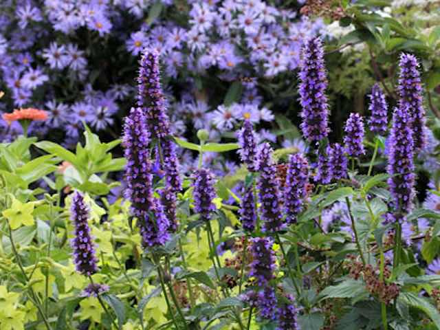 Agastache 'Black Adder' -  P9 & 1L Pots
