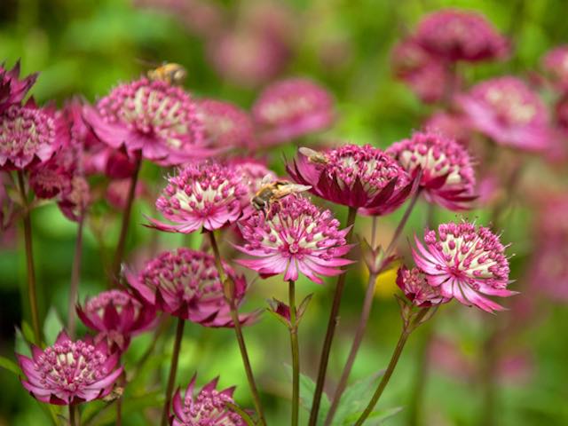 Astrantia major Claret' - P9 & 1L Pots